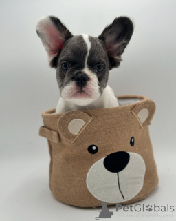 Zdjęcie №3. French Bulldog Puppy do adopcji. Niemcy