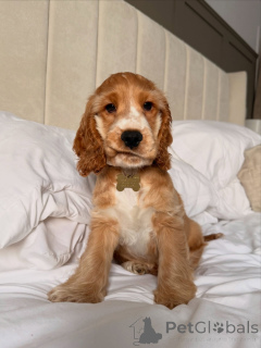 Zdjęcie №2 do zapowiedźy № 177755 na sprzedaż  cocker spaniel amerykański - wkupić się Holandia prywatne ogłoszenie