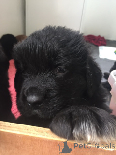 Zdjęcie №4. Sprzedam nowofundland w Huy. prywatne ogłoszenie, hodowca - cena - Bezpłatny