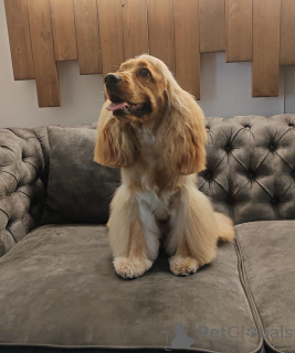 Zdjęcie №1. cocker spaniel angielski - na sprzedaż w London Borough of Camden | Bezpłatny | Zapowiedź №157082