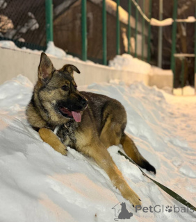 Zdjęcie №3. Czuła dziewczynka Alisa szuka swoich rodziców!. Federacja Rosyjska