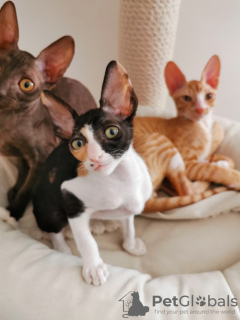 Dodatkowe zdjęcia: Kocięta Cornish Rex