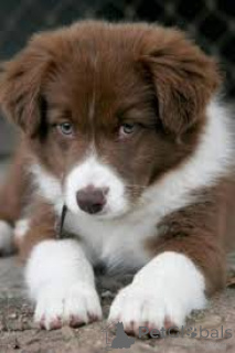 Zdjęcie №2 do zapowiedźy № 163313 na sprzedaż  border collie - wkupić się Francja prywatne ogłoszenie, hodowca