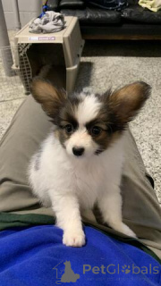 Zdjęcie №1. papillon (rasa psów) - na sprzedaż w Dornbirn | 1674zł | Zapowiedź №170152