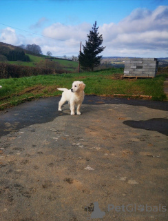 Zdjęcie №3. Sprzedam śliczne szczenięta rasy Golden Retriever z rodowodem. Niemcy