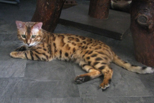 Zdjęcie №1. kot bengalski - na sprzedaż w Kobryń | 3961zł | Zapowiedź № 50881