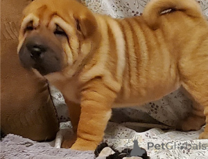 Zdjęcie №1. shar pei - na sprzedaż w Tbilisi | negocjowane | Zapowiedź №174932