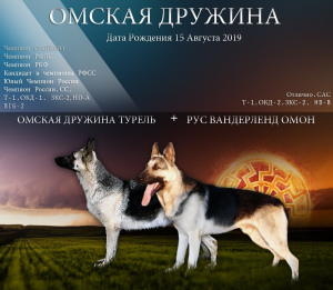 Zdjęcie №1. owczarek wschodni - na sprzedaż w Omsk | 1245zł | Zapowiedź №5056
