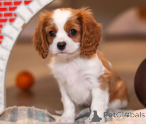 Zdjęcie №3. Ładne i zdrowe szczenięta Cavalier King Charles Spaniel. Finlandia