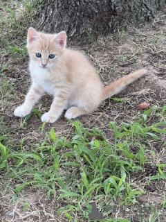 Zdjęcie №4. Sprzedam maine coon w 665 miejsce Colonia.  - cena - 305zł