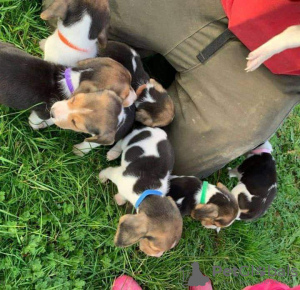 Zdjęcie №2 do zapowiedźy № 131276 na sprzedaż   - wkupić się Norwegia 