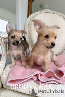 Zdjęcie №1. pies nierasowy - na sprzedaż w Warrnambool | 3304zł | Zapowiedź №151220