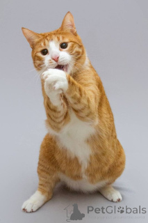 Zdjęcie №2 do zapowiedźy № 164498 na sprzedaż   - wkupić się Federacja Rosyjska ze schronu