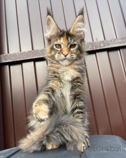 Zdjęcie №2 do zapowiedźy № 167776 na sprzedaż  maine coon - wkupić się Niemcy prywatne ogłoszenie