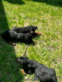 Zdjęcie №4. Sprzedam  w Colorado Springs. hodowca - cena - 5083zł