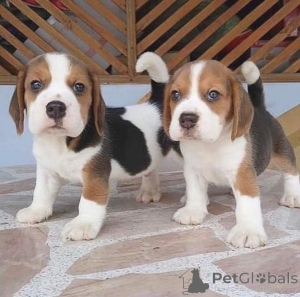 Zdjęcie №2 do zapowiedźy № 163496 na sprzedaż   - wkupić się Hiszpania 