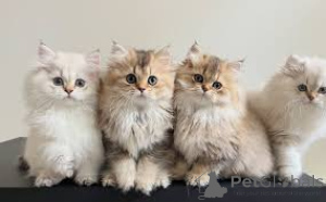 Zdjęcie №1. kot brytyjski długowłosy - na sprzedaż w Bruksela | 2392zł | Zapowiedź № 165846