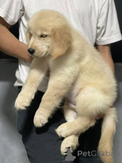 Zdjęcie №2 do zapowiedźy № 165302 na sprzedaż  golden retriever - wkupić się Francja hodowca