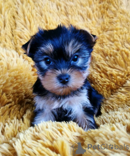 Zdjęcie №1. yorkshire terrier - na sprzedaż w Дублин | 1188zł | Zapowiedź №125314