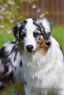 Zdjęcie №3. Pasterz australijskim szczeniak. Białoruś