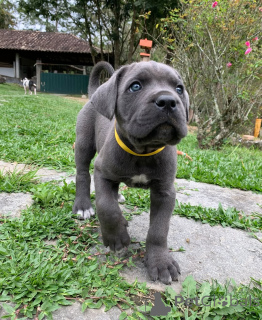 Zdjęcie №3. Poznaj Apolla, silnego, szlachetnego i nieskończenie lojalnego.. Niemcy