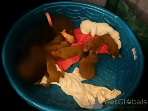 Zdjęcie №1. doberman - na sprzedaż w Aarhus | 3588zł | Zapowiedź №173505