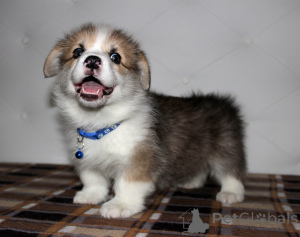 Zdjęcie №2 do zapowiedźy № 135453 na sprzedaż  welsh corgi - wkupić się Federacja Rosyjska od żłobka, hodowca