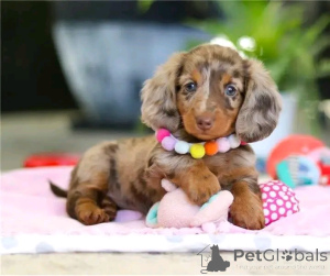 Zdjęcie №1. jamnik - na sprzedaż w Berlin | 2631zł | Zapowiedź №164807