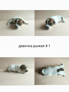 Zdjęcie №1. jack russell terrier - na sprzedaż w Москва | 2304zł | Zapowiedź №6831