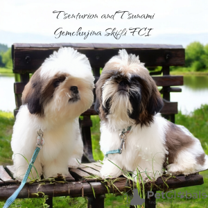 Zdjęcie №1. shih tzu - na sprzedaż w Tallinn | 2930zł | Zapowiedź №113049