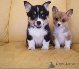 Zdjęcie №1. welsh corgi - na sprzedaż w Nördlingen | negocjowane | Zapowiedź №168843