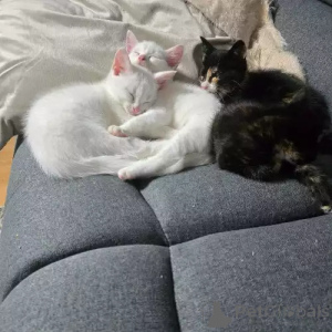 Zdjęcie №1. turecki van - na sprzedaż w Mindelheim | 1818zł | Zapowiedź № 167275