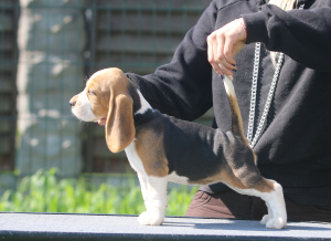 Zdjęcie №1. beagle (rasa psa) - na sprzedaż w Mińsk | 2723zł | Zapowiedź №2913