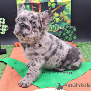 Zdjęcie №4. Sprzedam buldog francuski w Monachium. prywatne ogłoszenie - cena - negocjowane