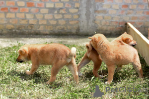 Zdjęcie №4. Sprzedam shiba w Bačka Topola. prywatne ogłoszenie - cena - negocjowane