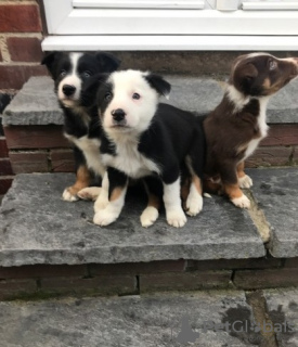 Zdjęcie №1. border collie - na sprzedaż w Bremen | Bezpłatny | Zapowiedź №126348