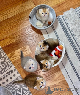 Zdjęcie №1. munchkin - na sprzedaż w Lipsk | 1674zł | Zapowiedź № 166475