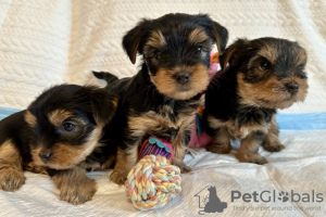 Zdjęcie №1. yorkshire terrier - na sprzedaż w Nowy Jork | 1188zł | Zapowiedź №112307