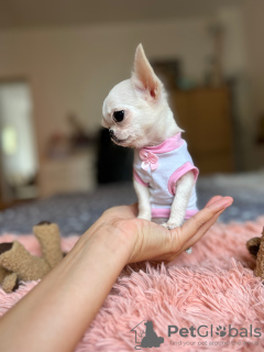 Zdjęcie №3. Chihuahua mini. Niemcy
