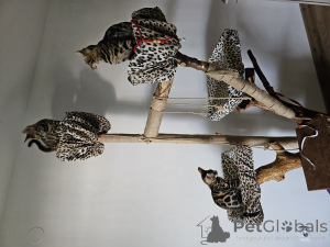 Zdjęcie №3. Bengal Kittens WCF Rodowód. Chorwacja
