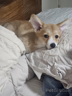 Zdjęcie №1. welsh corgi - na sprzedaż w Batumi | negocjowane | Zapowiedź №170568