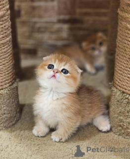 Zdjęcie №2 do zapowiedźy № 138361 na sprzedaż  munchkin - wkupić się USA prywatne ogłoszenie