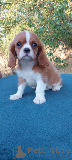 Zdjęcie №1. cavalier king charles spaniel - na sprzedaż w Kijów | 3169zł | Zapowiedź №114056