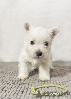 Zdjęcie №2 do zapowiedźy № 92130 na sprzedaż  west highland white terrier - wkupić się Mołdawia od żłobka
