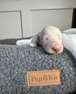 Zdjęcie №1. jamnik - na sprzedaż w Tartu | 1622zł | Zapowiedź №161333