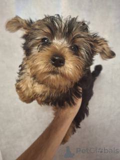 Zdjęcie №3. Szczenięta czystej krwi Yorkshire Terrier. . Finlandia
