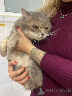 Zdjęcie №3. Zadomowiła się w nim piękna, duża, szara kotka o imieniu Kotya.. Federacja Rosyjska