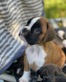 Zdjęcie №2 do zapowiedźy № 131706 na sprzedaż  bokser - wkupić się Australia prywatne ogłoszenie