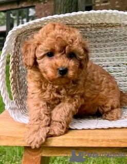 Zdjęcie №2 do zapowiedźy № 157887 na sprzedaż  pudel (zabawka) - wkupić się Słowacja 