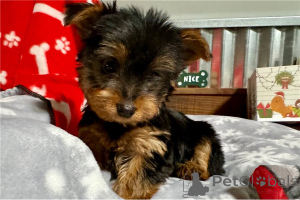 Zdjęcie №1. pies nierasowy - na sprzedaż w Arrondissement de Berchtesgaden-Campagne | negocjowane | Zapowiedź №155845